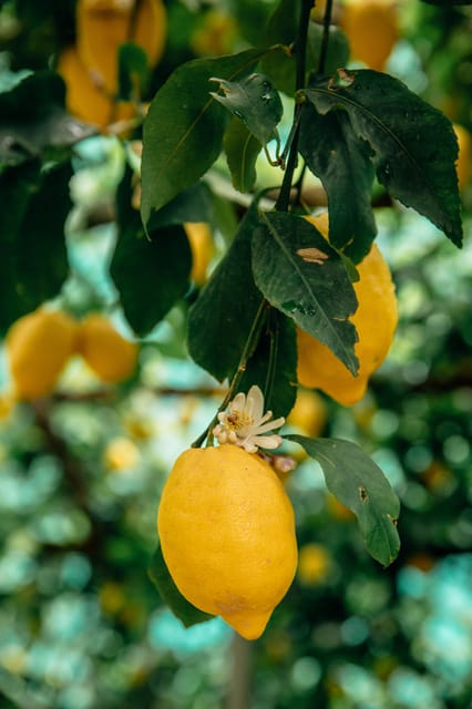 Amalfi: Vertical Lemon Farm Tour, Tastings, and Rural Museum - Start at the Amalfi Lemon Experience shop (and watch your map directions)