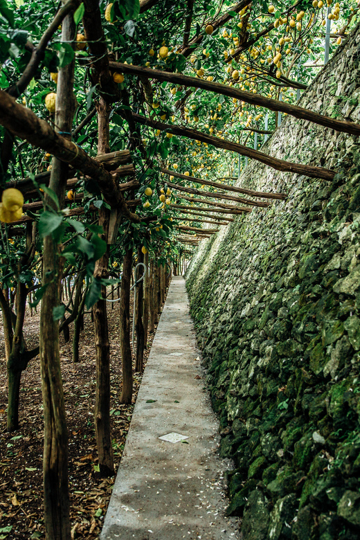 Amalfi: Vertical Lemon Farm Tour, Tastings, and Rural Museum - The limoncello laboratory: where the craft gets explained