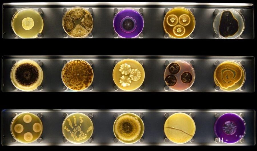 Amsterdam: ARTIS-Micropia Microbe Museum Entry Ticket - Finding Micropia at ARTIS: An Easy Amsterdam Stop You Can Fit In
