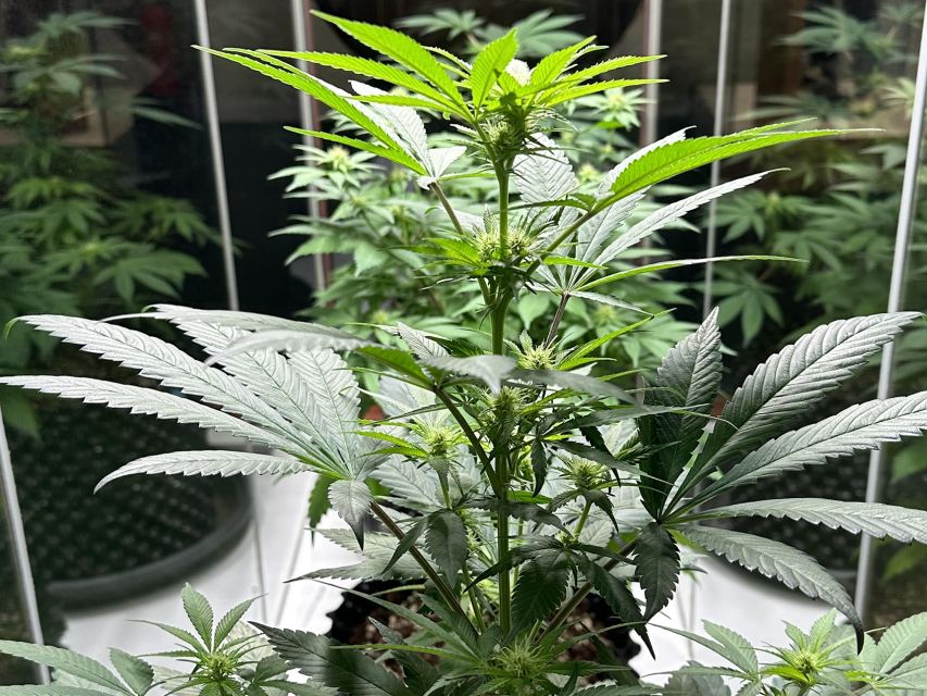 Amsterdam: Cannabis Museum Entry Ticket - The audio guide and staff help: how to get more out of 45 minutes