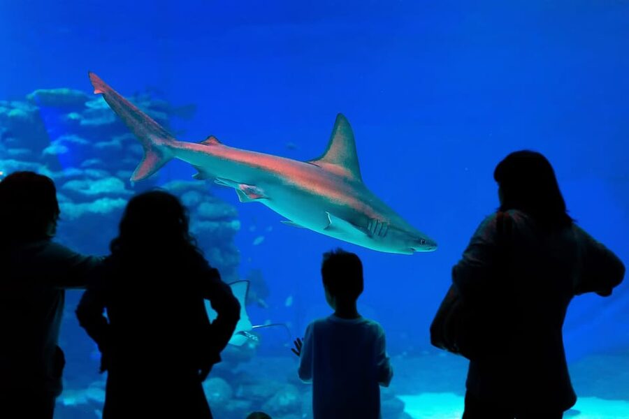 Antalya: Aquarium and Wax Museum Entry Ticket - Shipwrecks, a sunken airplane, and other big “set pieces”