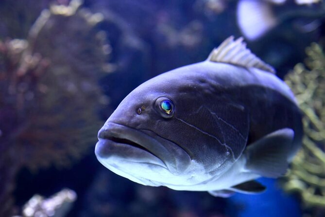 Antalya: Aquarium, Wax Museum & Combo Package Options - Key highlights you will actually care about
