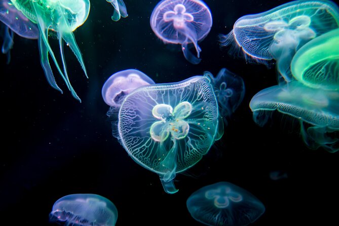Antalya: Aquarium, Wax Museum & Combo Package Options - Who should book this Antalya combo (and who should think twice)