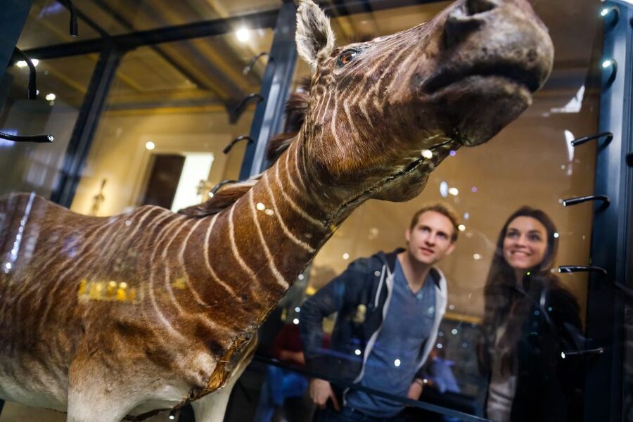 Berlin: Natural History Museum Entrance Ticket - Audio guide reality check: digital and multilingual