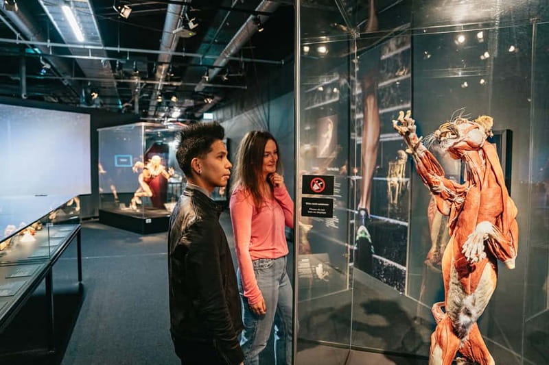 Berlin: Tickets for the BODY WORLDS Museum in Berlin - How Long to Plan and When to Go for a Calm Visit