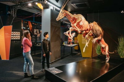 Berlin: Tickets for the BODY WORLDS Museum in Berlin - Ticket value and timing for BODY WORLDS Berlin (tickets, hours, and pacing)