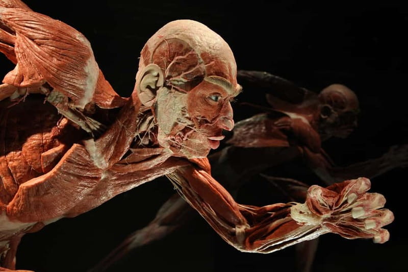 Berlin: Tickets for the BODY WORLDS Museum in Berlin - Skeleton and Muscles: The Body’s Frame and Engine