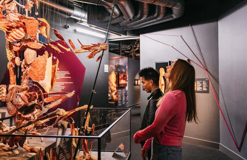 Berlin: Tickets for the BODY WORLDS Museum in Berlin - Embryo Development in the Womb: A Different Kind of Human Story