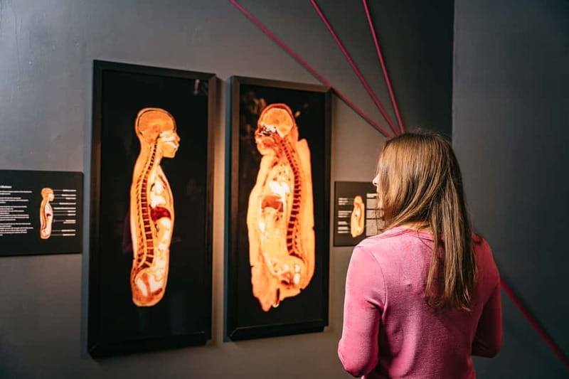 Berlin: Tickets for the BODY WORLDS Museum in Berlin - The Body as a Life-Guide: Stress, Happiness, and Longevity
