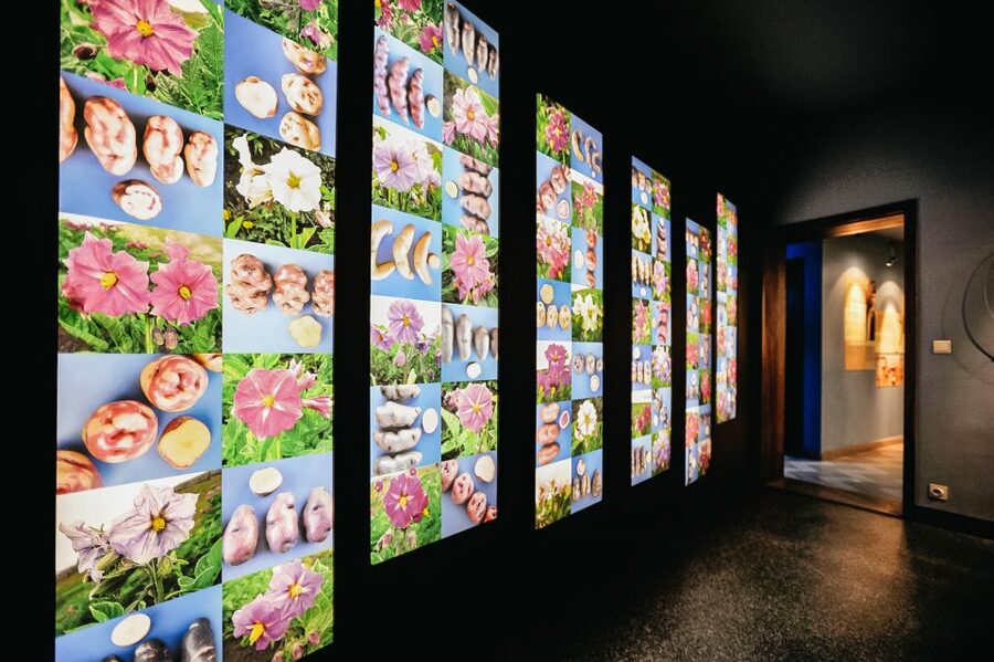 Bruges: Frietmuseum Entry Ticket - Ground floor: potato origins, from Peru to the plate