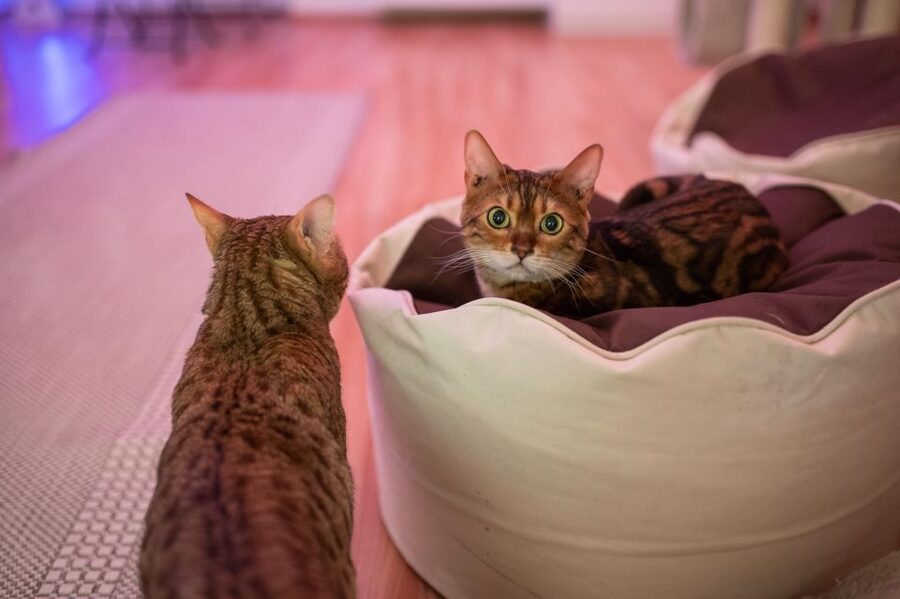 Budapest: Cat Museum Budapest Entry Ticket - Jungle Room cat biology: facts you can actually use