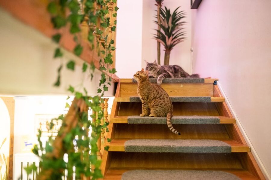 Budapest: Cat Museum Budapest Entry Ticket - Meeting the resident cats: the rules make it better