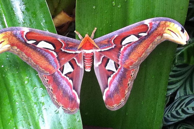 Butterfly Rainforest at Florida Museum of Natural History Ticket - Key Points Before You Go