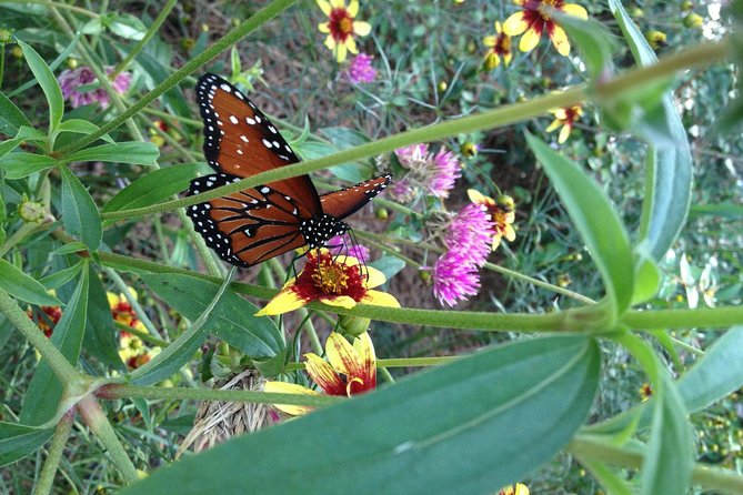 Butterfly Rainforest at Florida Museum of Natural History Ticket - Time Your Visit With Weather and Expect “Real Life” Butterfly Variability