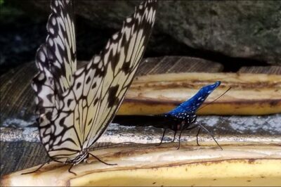 Butterfly Rainforest at Florida Museum of Natural History Ticket - The Butterfly Rainforest Walk: Easy, Relaxing, and Full of Small Surprises