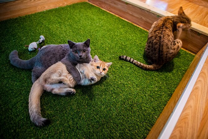 Cat Museum Budapest Entry Ticket - First Impressions: A quirky, easy Budapest break that works