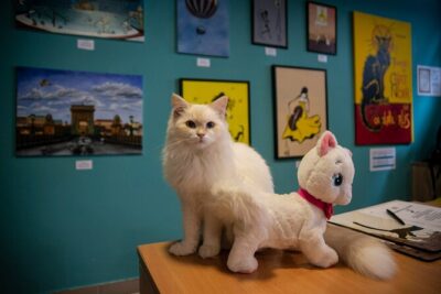 Cat Museum Budapest Entry Ticket - The Walk Between Art and Cats: how the museum pacing keeps things calm
