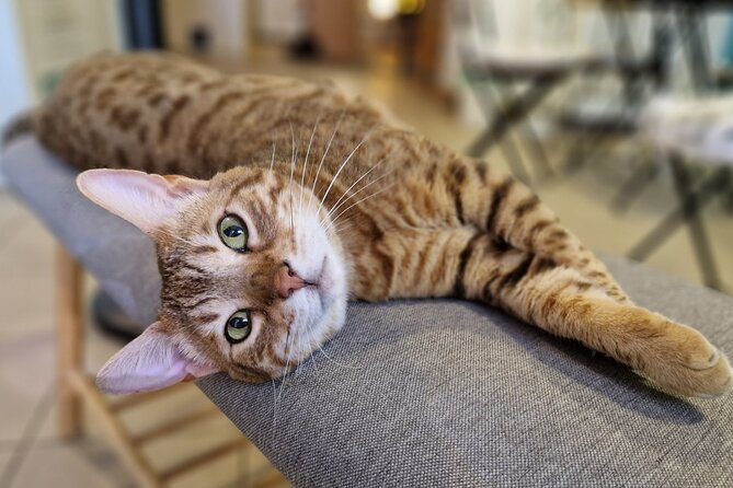Cat Museum Budapest Entry Ticket - Resident Cats Time: petting, feeding, and following the rules