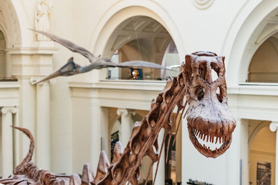 Chicago: Field Museum of Natural History Ticket or VIP Tour - Key highlights to know before you go