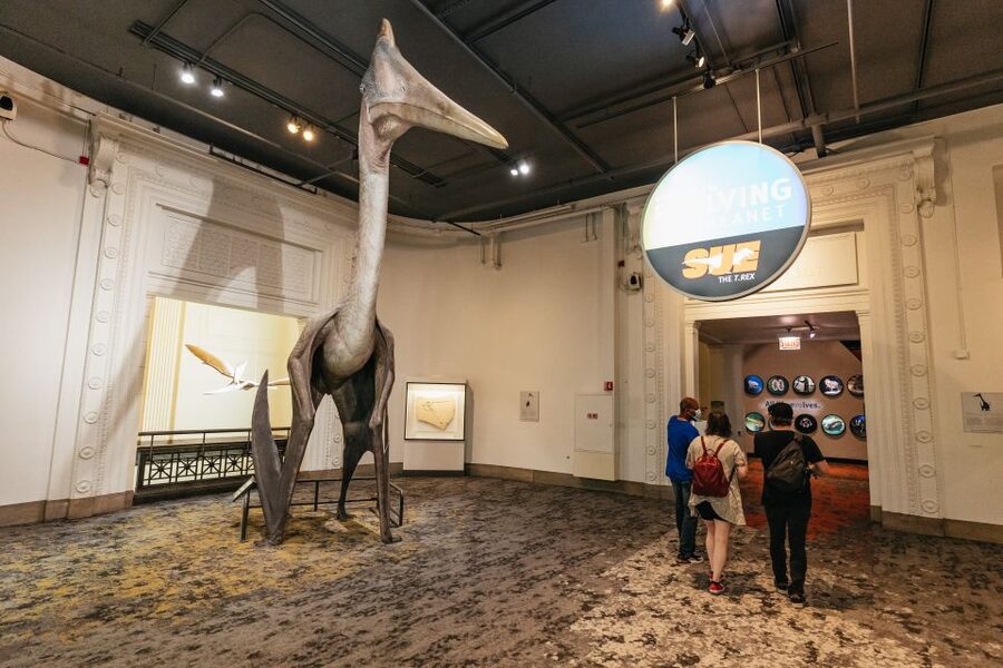 Chicago: Field Museum of Natural History Ticket or VIP Tour - Price and value: when $29 feels like a steal