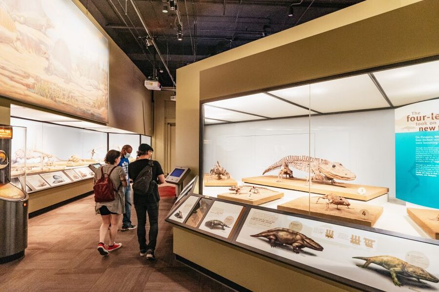 Chicago: Field Museum of Natural History Ticket or VIP Tour - Underground Adventure and the science side of natural history