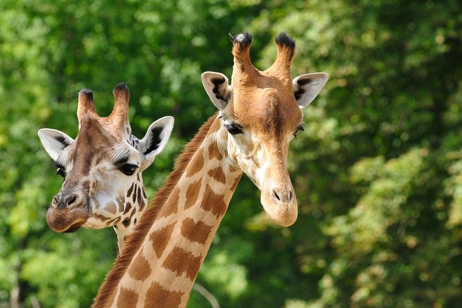Day tour to Giraffe Center and Karen Blixen Museum - Key things you’ll remember