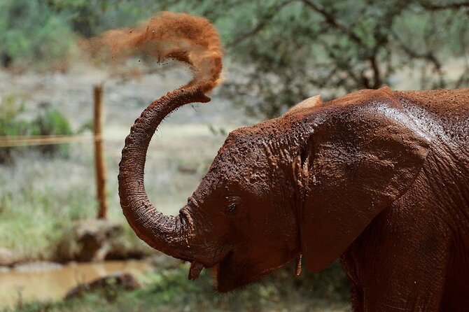 Day tour to Giraffe Center and Karen Blixen Museum - Nairobi’s Giraffe Centre plus Karen Blixen Museum: a smart “two worlds” afternoon