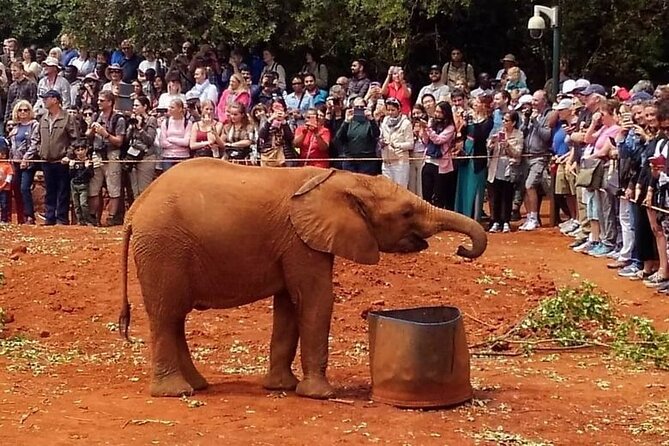 Day tour to Giraffe Center and Karen Blixen Museum - Karen Blixen Museum: Out of Africa, with real place and quiet pace