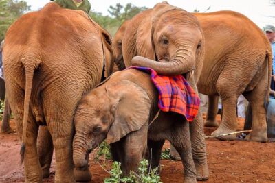 Day tour to Giraffe Center and Karen Blixen Museum - Elephant nursery considerations if your route includes SWT Elephant Nursery
