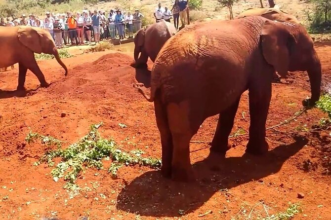 Day tour to Giraffe Center and Karen Blixen Museum - Price and logistics for a Nairobi day that runs 6–8 hours