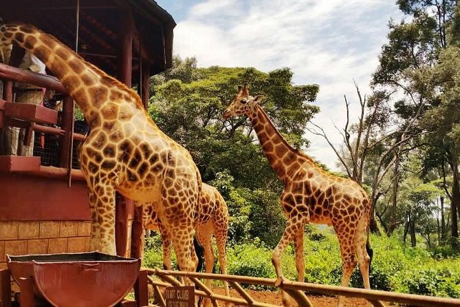 Day tour to Giraffe Center and Karen Blixen Museum - Who should book this tour (and who may want a different plan)