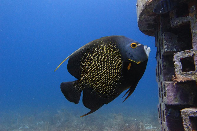For certified Divers Experience the Under Water Museum and the Manchones Reef - Certified diver timing: check-in at 12:30 pm and back by 4:00 pm