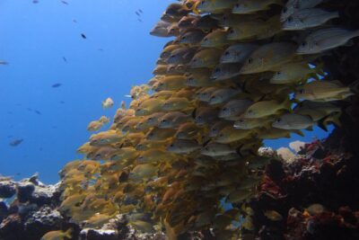 For certified Divers Experience the Under Water Museum and the Manchones Reef - Underwater Museum: art on the sea floor