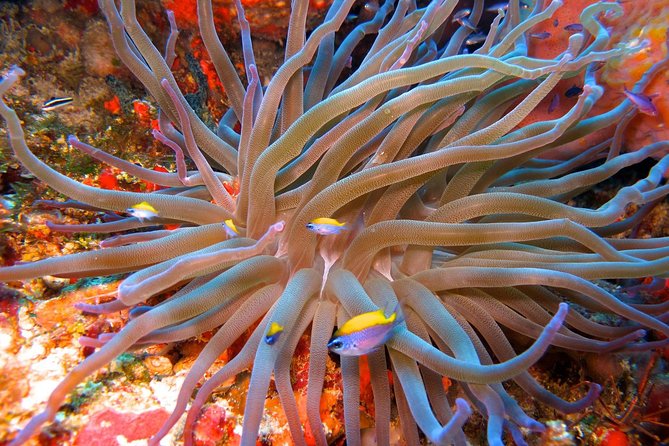 For certified Divers Experience the Under Water Museum and the Manchones Reef - Language, tickets, and getting there without drama