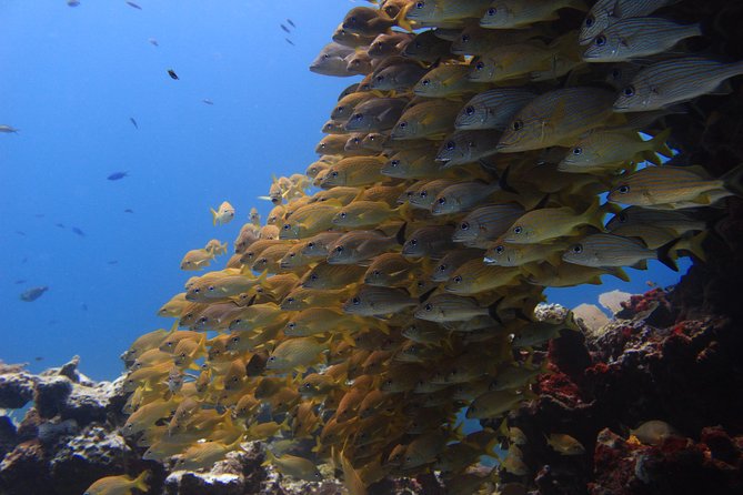 For certified Divers Experience the Under Water Museum and the Manchones Reef - Underwater Museum: art on the sea floor