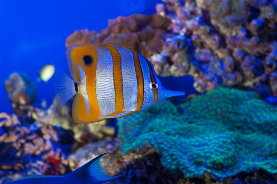 Genoa: Aquarium, Galata Museum and Submarine Entry Tickets - Key highlights to look for