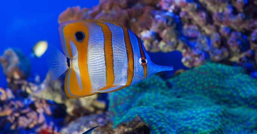 Genoa: Aquarium, Galata Museum and Submarine Entry Tickets - A one-day plan that actually fits: Aquarium, museum, and submarine