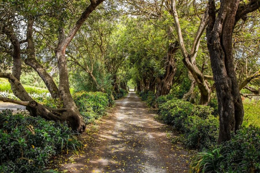 Gran Canaria: Winery Tour, Wine Museum, and Tasting - Walking organic vineyards in sun and volcanic soil
