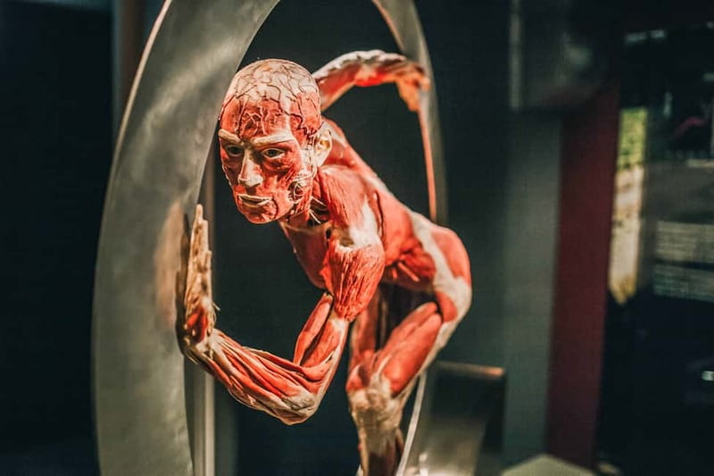 Heidelberg: KÖRPERWELTEN Museum Entry Ticket - The Anatomy of Happiness: when the museum turns interactive