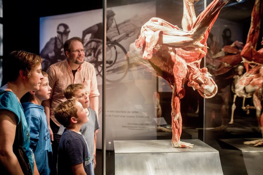 Heidelberg: KÖRPERWELTEN Museum Entry Ticket - Should you book the Heidelberg KÖRPERWELTEN/BODY WORLDS ticket?
