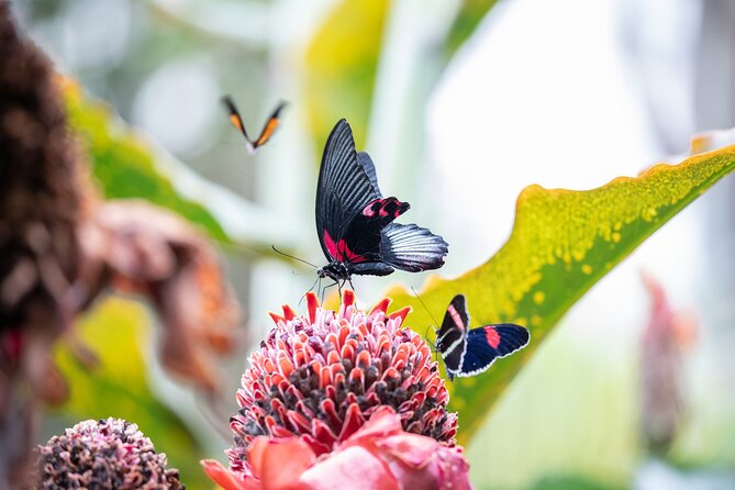 Houston Museum of Natural Science and Cockrell Butterfly Center - A fast way into Houston’s butterfly rain forest