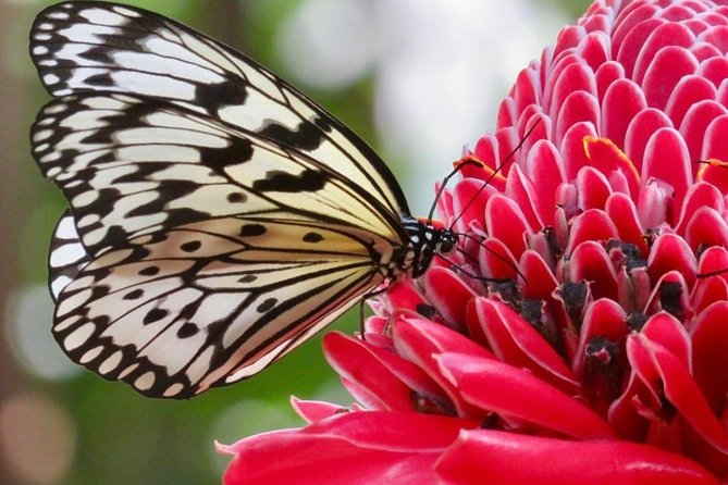 Houston Museum of Natural Science and Cockrell Butterfly Center - The butterfly dome: the 50-foot waterfall and three-story rainforest