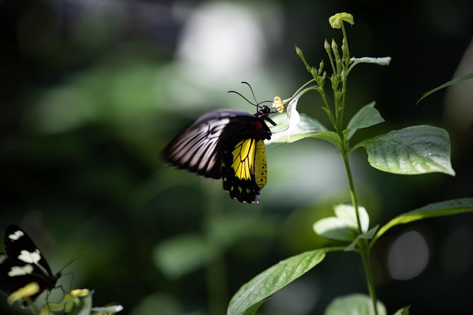 Houston Museum of Natural Science and Cockrell Butterfly Center - Kid-friendly moments: Chrysalis Corner and Land of Beyond
