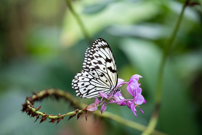 Houston Museum of Natural Science and Cockrell Butterfly Center - Logistics that affect your day (and how to handle them)