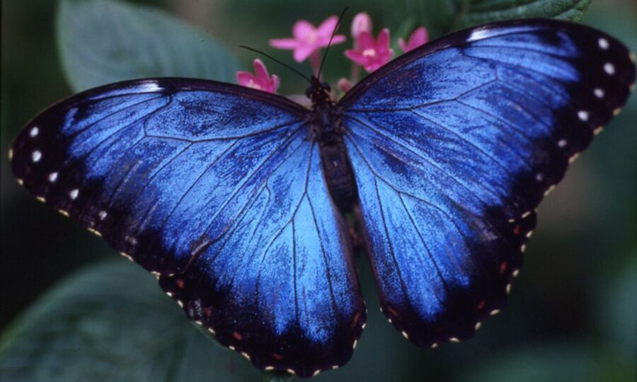 Houston Museum of Natural Science: Butterfly Center Ticket - Cockrell Butterfly Center: A Glass Rainforest You Step Into