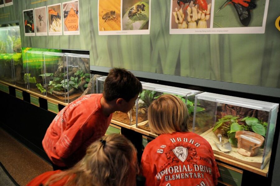 Houston Museum of Natural Science: Butterfly Center Ticket - Beyond the Wings: Insects, Specimens, and Interactive Learning