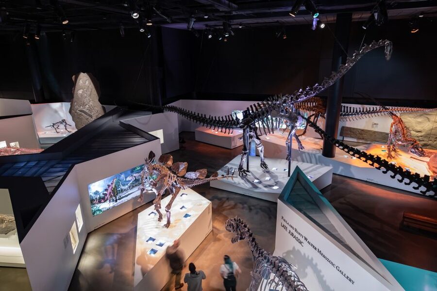 Houston Museum of Natural Science General Admission Ticket - Strake Hall of Malacology: Shell Science for Detail Lovers