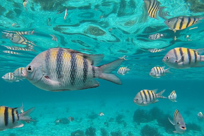 Isla Mujeres Snorkeling Adventure at the Underwater Museum - Isla Mujeres and MUSA: what this tour is really about