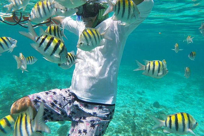 Isla Mujeres Snorkeling Adventure at the Underwater Museum - Stop by stop: reefs, MUSA statues, and deeper-water fish