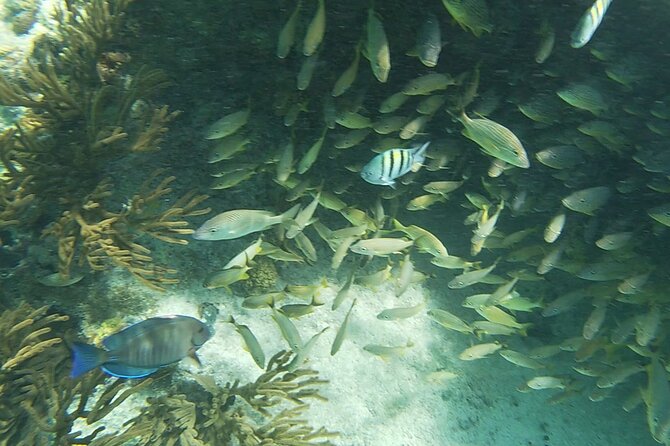 Isla Mujeres Snorkeling Adventure at the Underwater Museum - Lunch and the food stops: ceviche first, then Playa Tiburón